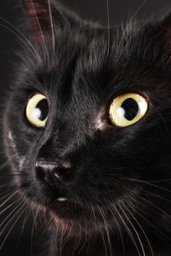 A close-up of a black cat