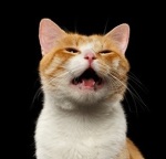 A close-up of a ginger and white cat meowing.