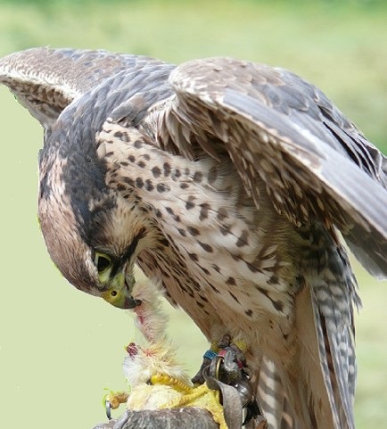 A Hawk on A Falconer's Glove