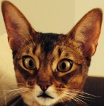A cat looking startled, with ears high and eyes slightly squinting.