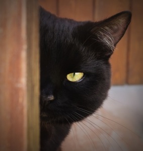 A black cat (Nero) peeking round a door.