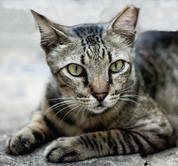 A lean grey tabby cat with an intense green stare and the tip of one ear missing.