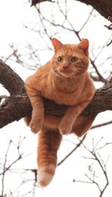 A large ginger catch perched precariously in a tree.