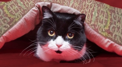 A black and white cat looking out from under an embroidered and padded coverlet.
