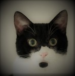 Head of Harry, a startled-looking black and white cat